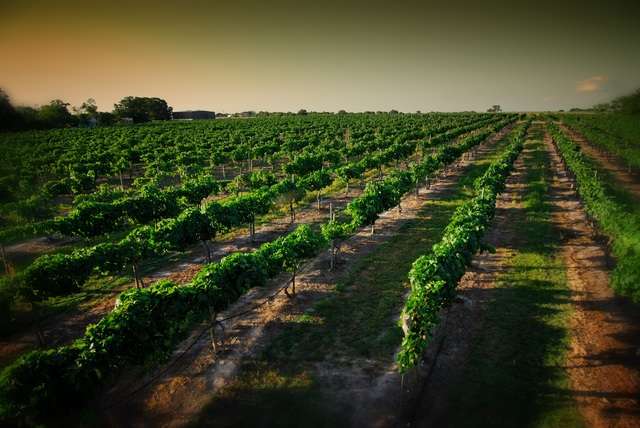 Vineyard-Dawn-small-size_3c6c98b0-e183-9f29-865991748e628dd9